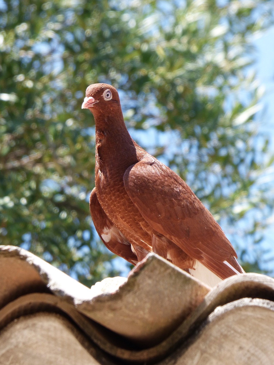 香河特比賽鴿俱樂部，探索賽鴿運動的激情與魅力