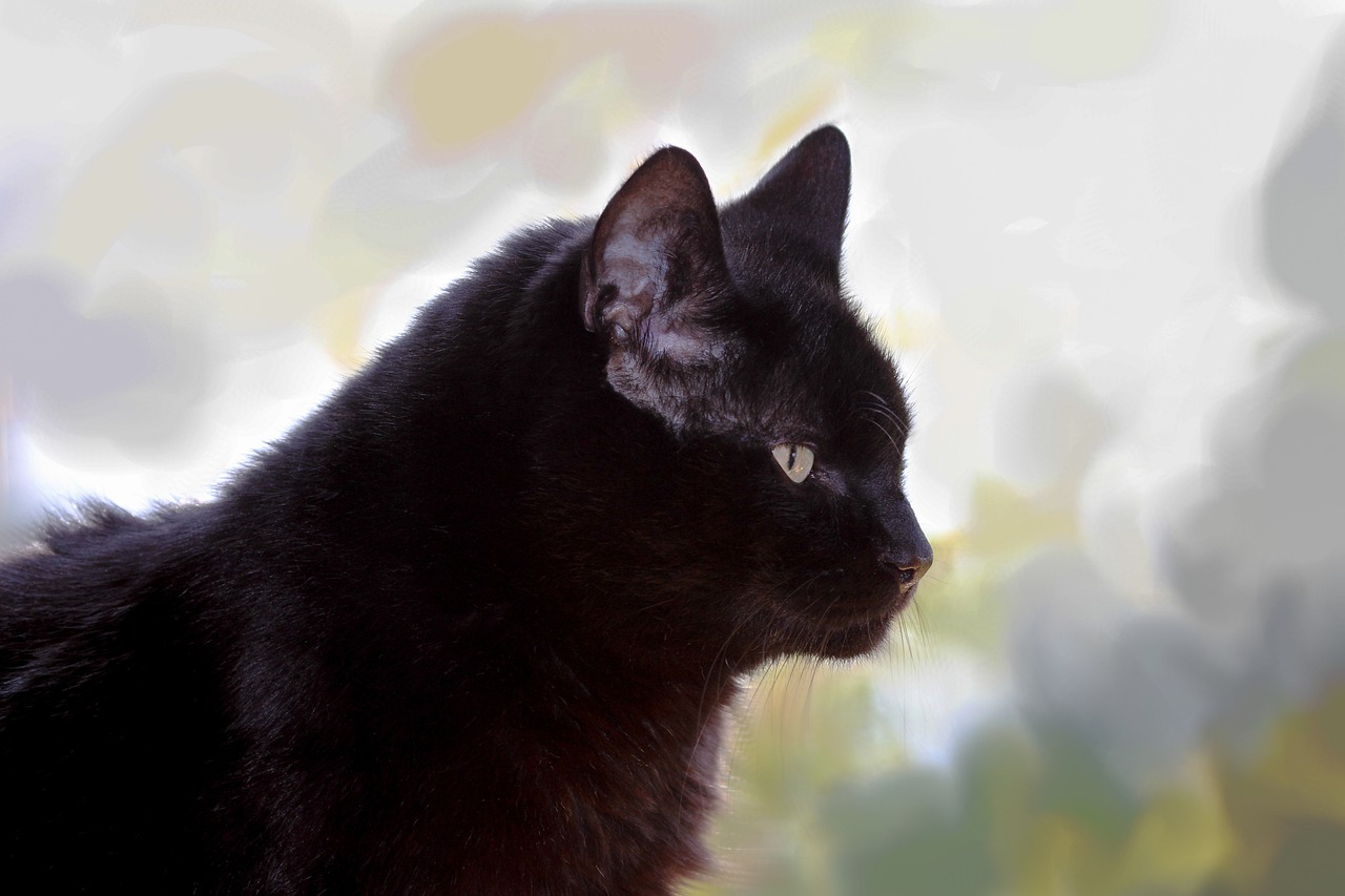 萌寵貓咪頭像，數(shù)字時代下的萌寵魅力展示