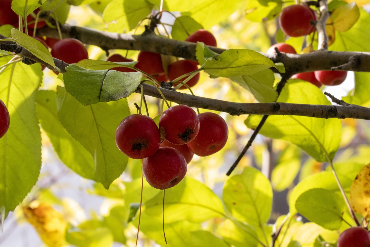 最新借貸視頻在線，解讀借貸市場新動態(tài)與趨勢