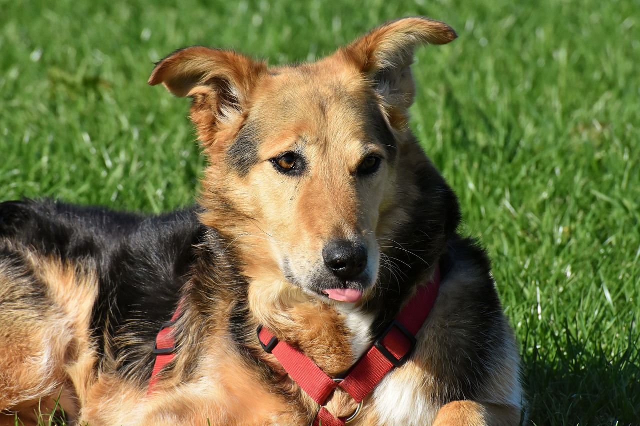 最新出售訓(xùn)練好的放羊犬，專業(yè)守護(hù)羊群伙伴