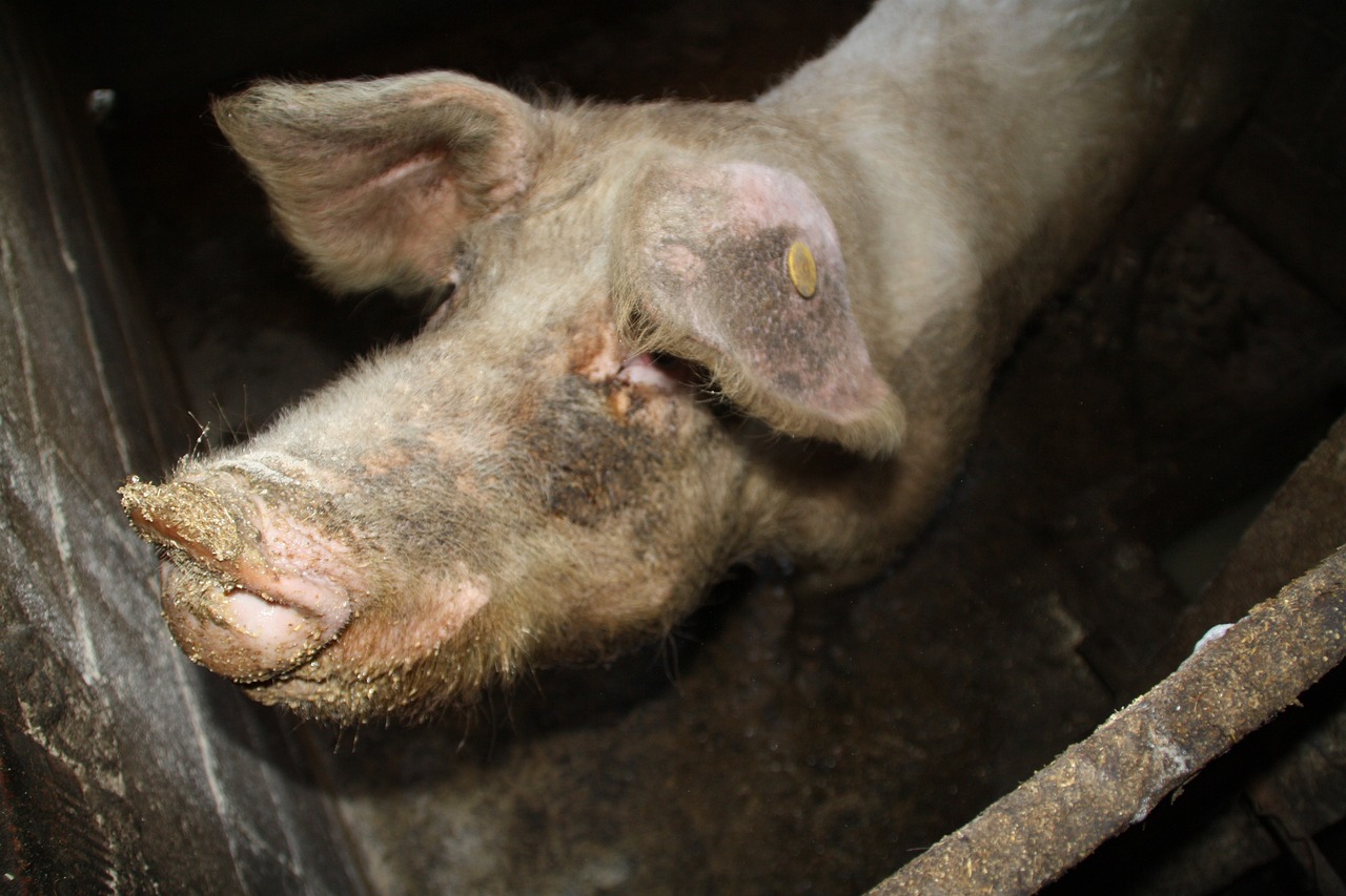 豬兒跑最新動(dòng)態(tài)，揭開現(xiàn)代畜牧業(yè)的嶄新篇章