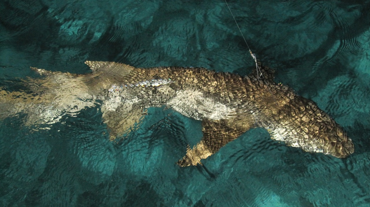 探索海洋世界，最新捕魚版下載全新體驗