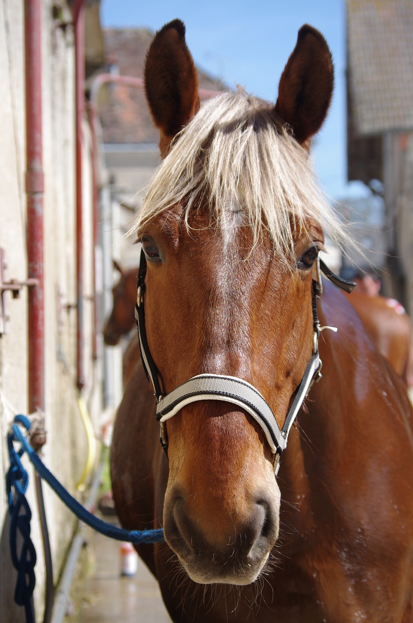 2024今晚香港開特馬-干凈的459.76