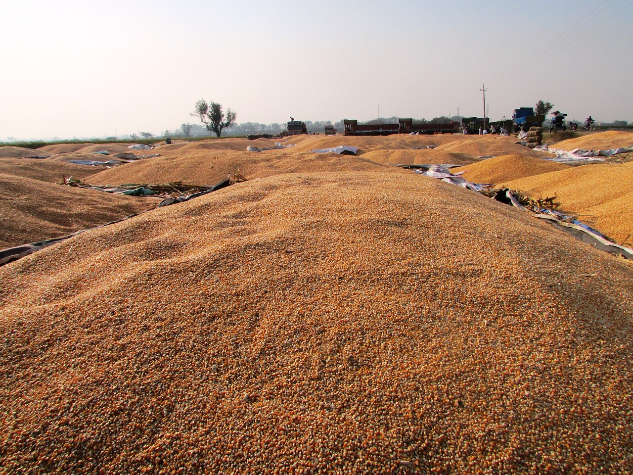 青島玉米價(jià)格動(dòng)態(tài)及分析概覽