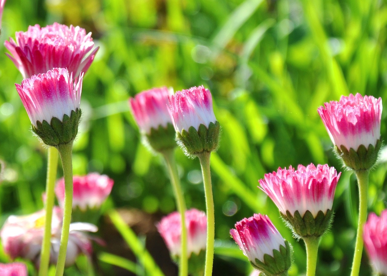昆明斗南花卉招聘啟事，尋找優(yōu)秀人才加入我們的團(tuán)隊(duì)