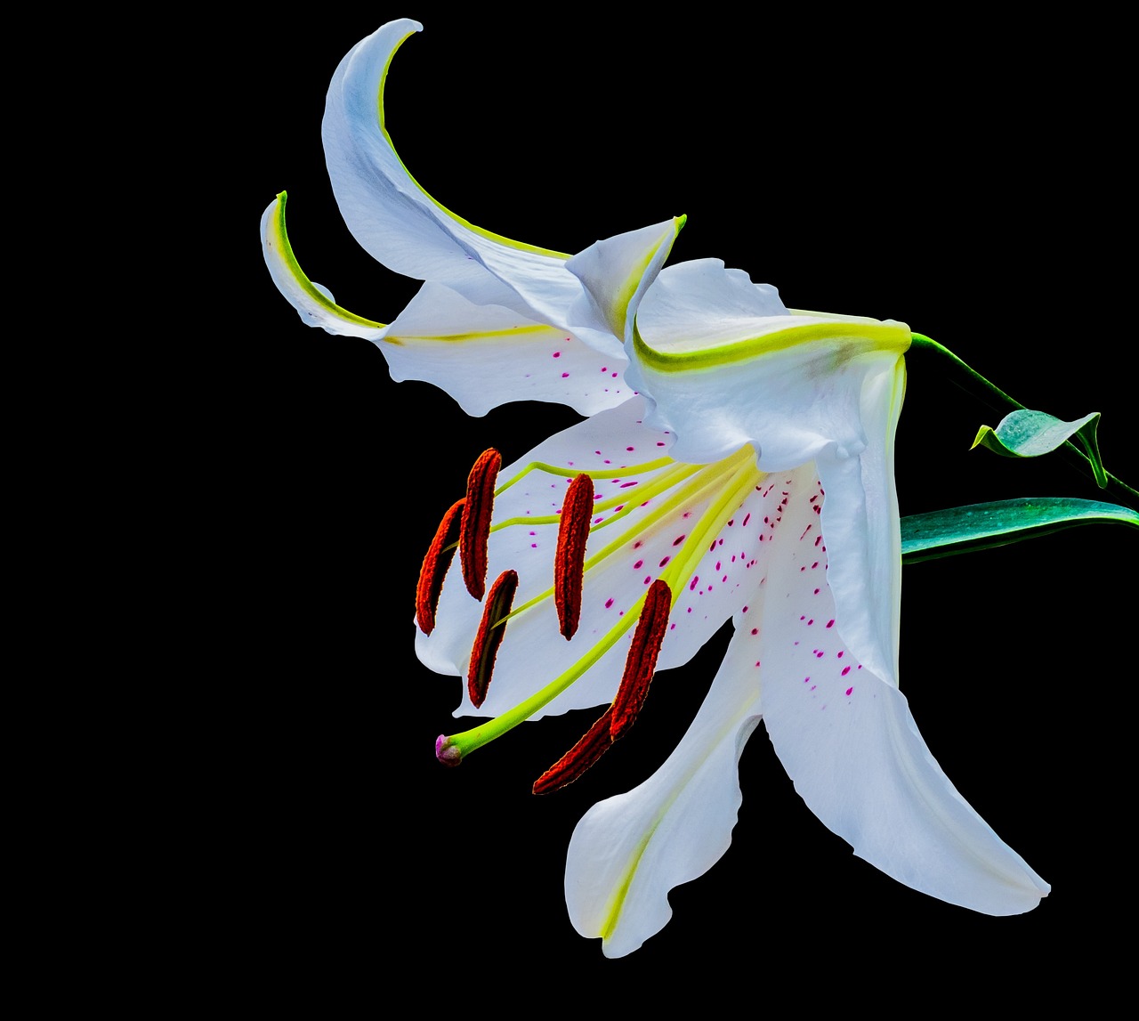 天天酷跑回歸豪禮盛宴，老玩家狂歡，豪華獎(jiǎng)勵(lì)大放送