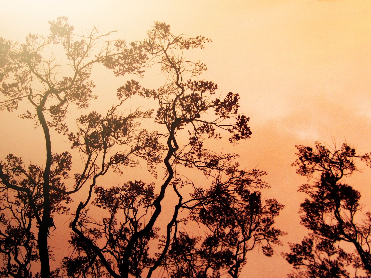 保定君木棠蓬勃發(fā)展與創(chuàng)新突破的最新動(dòng)態(tài)