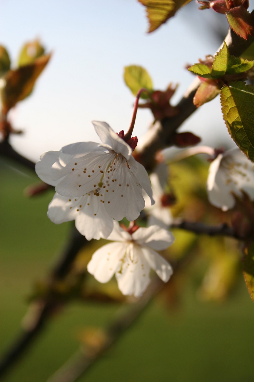 萊茵春天最新動態(tài)，綠色生態(tài)發(fā)展的先鋒力量引領者