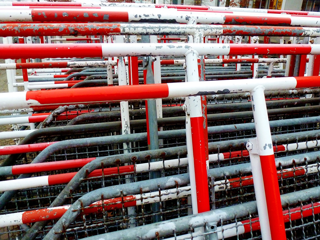 熊的最新動態(tài)，探索與研究