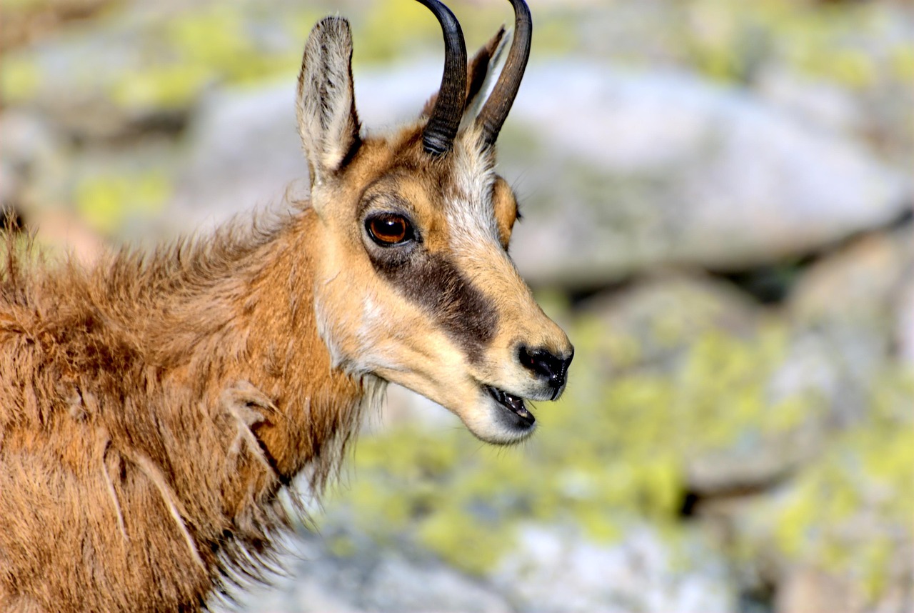 最新狐貍款式，時(shí)尚與自然的完美融合