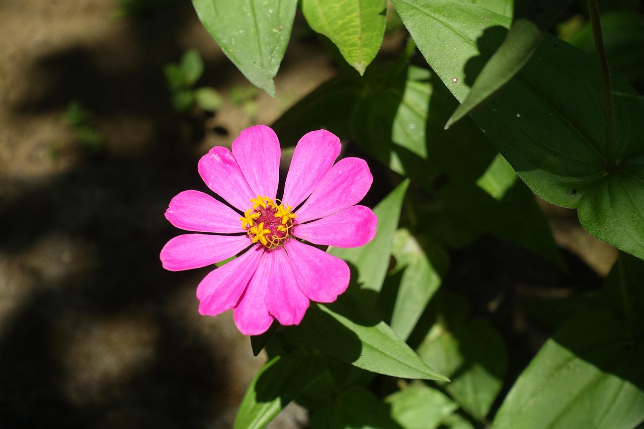 巴厘島患病女子病情進(jìn)展及救治動(dòng)態(tài)最新消息更新