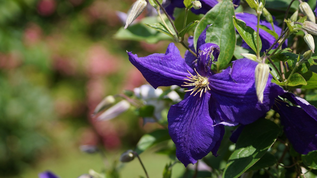 獨(dú)身迷漾少女 第12頁