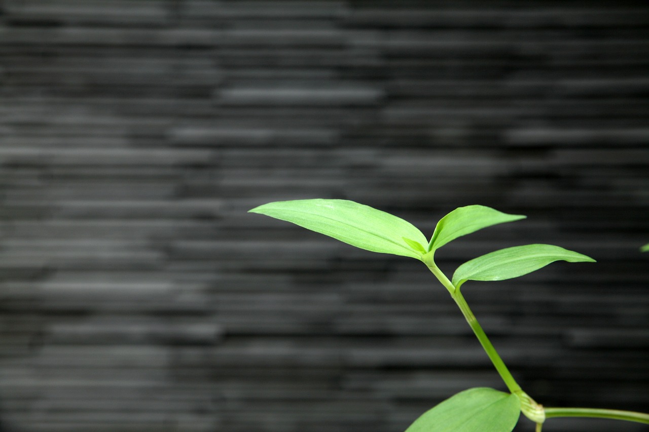 探索綠色生活新境界，最新綠色生活文章匯總