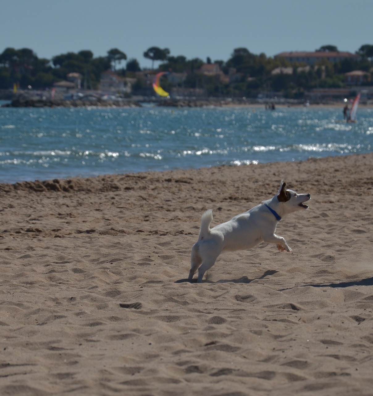 自由潛比賽，探索水下世界的競技狂歡