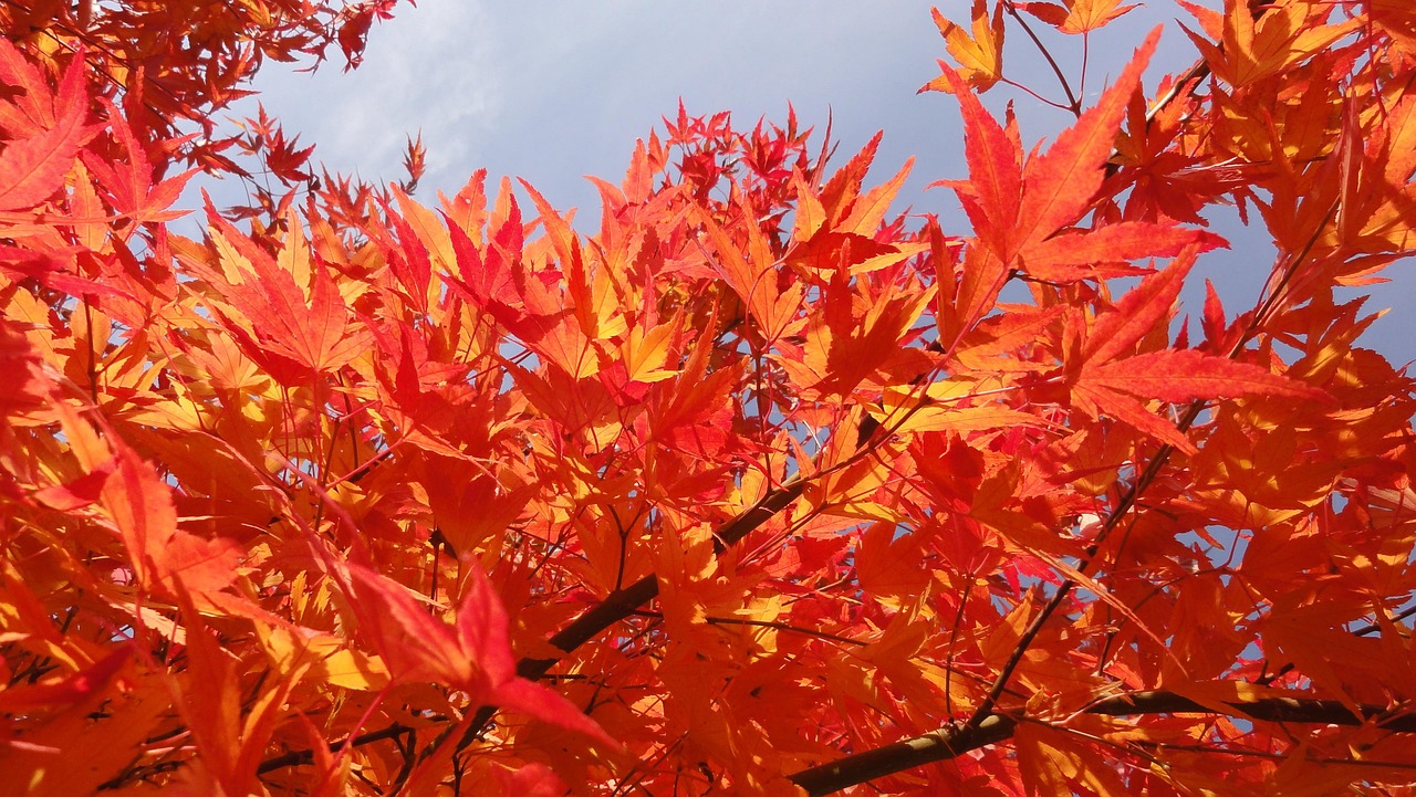 血橙從種植到市場的上市之旅，探尋成熟時間的奧秘
