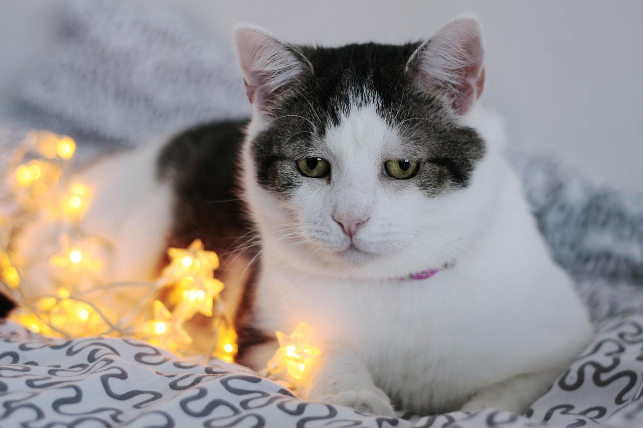 貓咪軟件最新版官網，一站式養(yǎng)貓指南，探索全方位貓咪世界