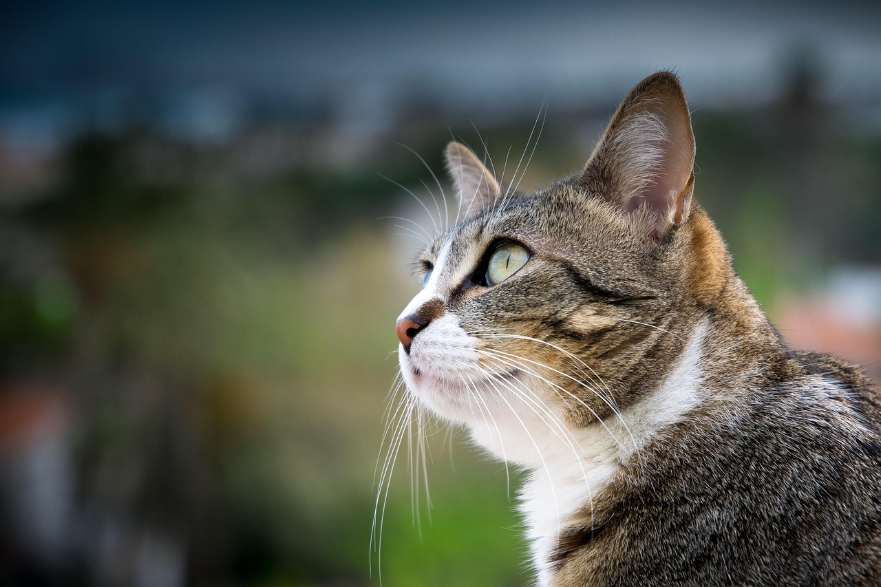 天才演員的動物性解讀，探尋演員的動物屬性與天賦才華