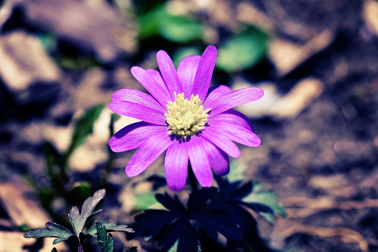 火紅柿子電影，銀幕上的鮮艷色彩觸動(dòng)心靈深處