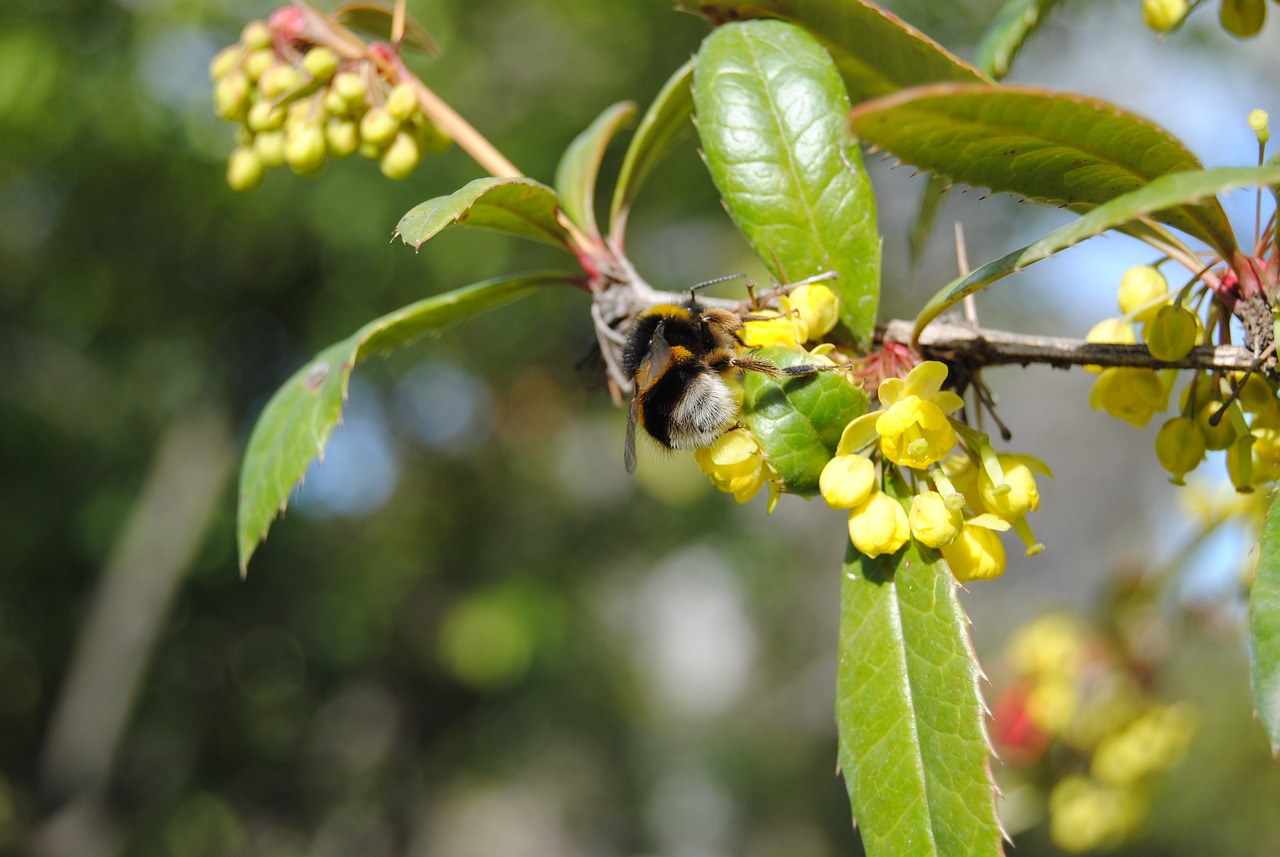 阿商所96議會最新進展及動態(tài)概述