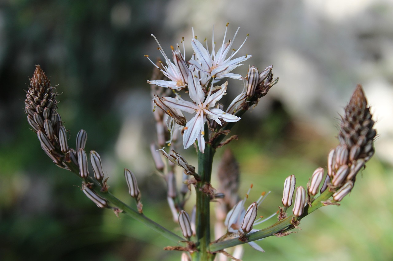 全球病毒最新動(dòng)態(tài)，疫情形勢分析與應(yīng)對策略探討