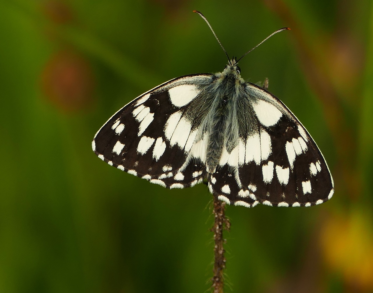 荷蘭土豆價(jià)格實(shí)時(shí)動(dòng)態(tài)及分析概覽