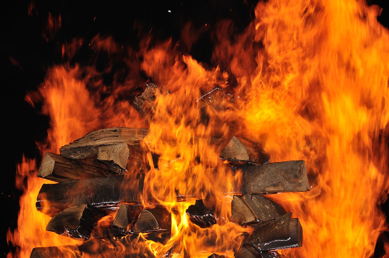 禽獸電影，銀幕與現(xiàn)實(shí)世界的啟示