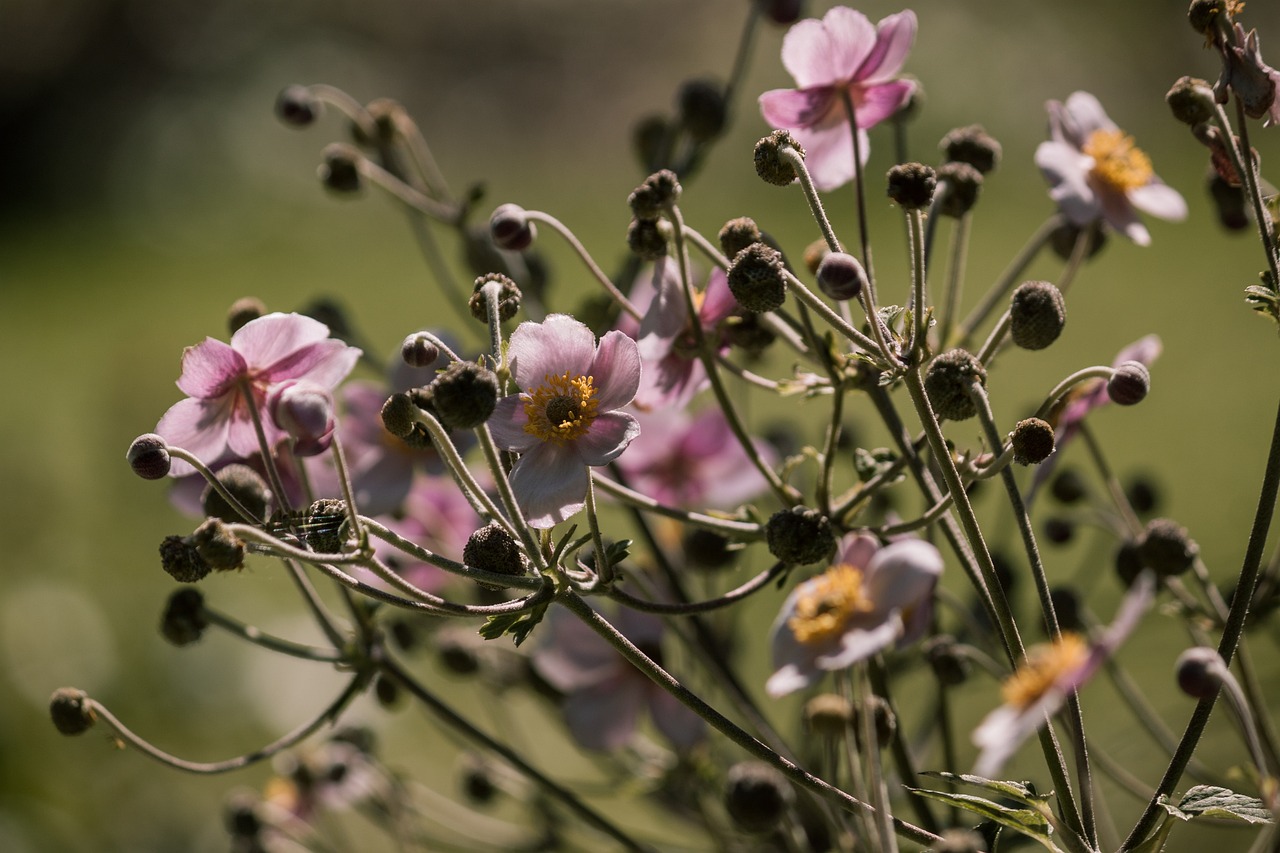 最新德國(guó)疫情動(dòng)態(tài)，挑戰(zhàn)、應(yīng)對(duì)策略全面解讀