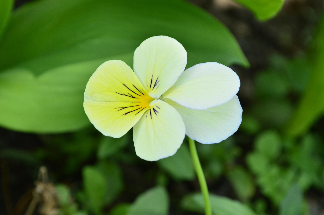 愛音瑪利亞最新動(dòng)態(tài)，音樂之旅的璀璨瞬間