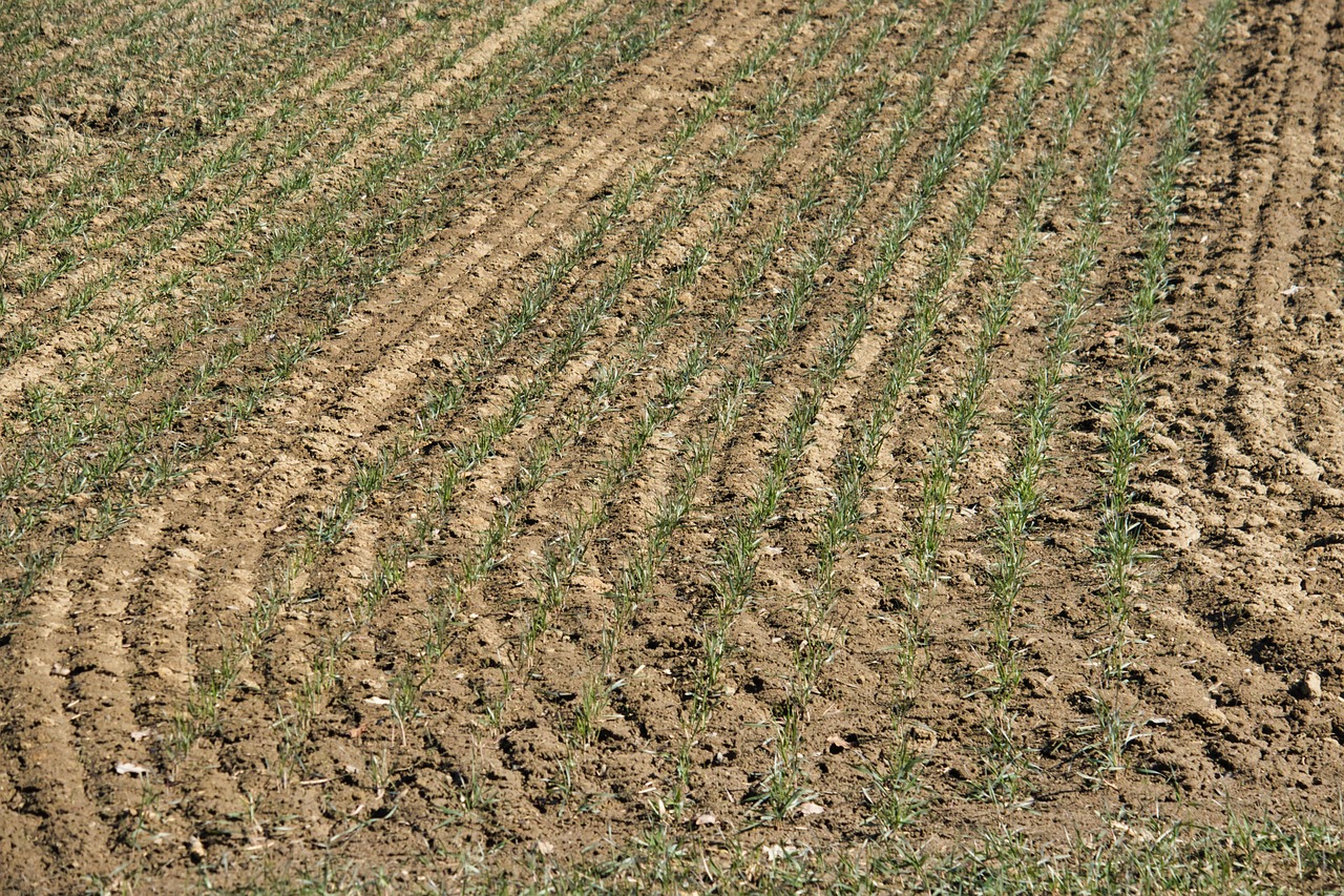 金鄉(xiāng)蒜業(yè)最新動(dòng)態(tài)，繁榮產(chǎn)業(yè)與資訊播報(bào)