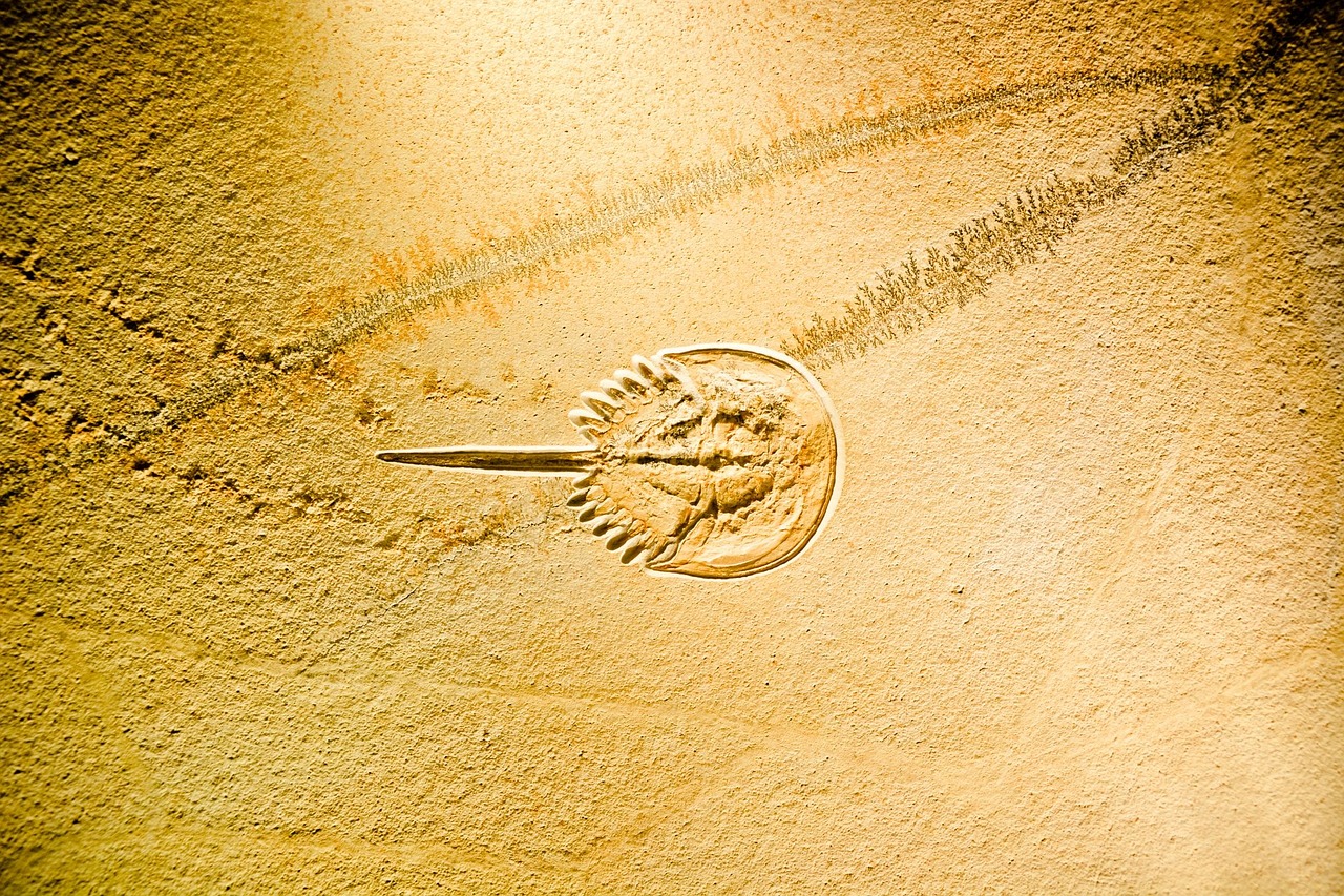 老九持續(xù)引領(lǐng)時(shí)代潮流，展現(xiàn)無限可能的最新動(dòng)態(tài)