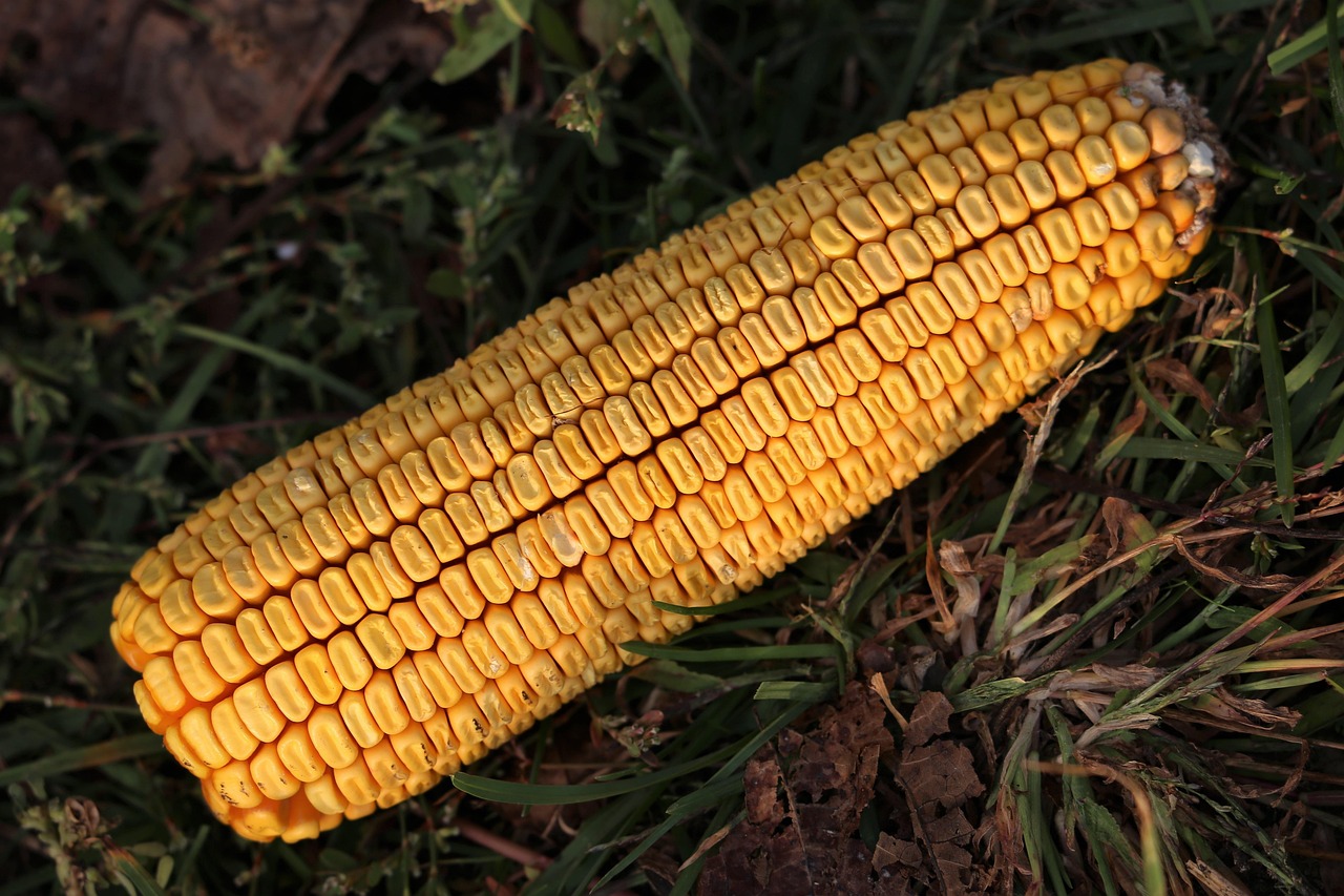 玉米芯今日價(jià)格行情及分析概覽