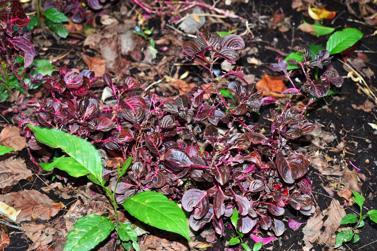 豐縣蒜薹最新行情及分析
