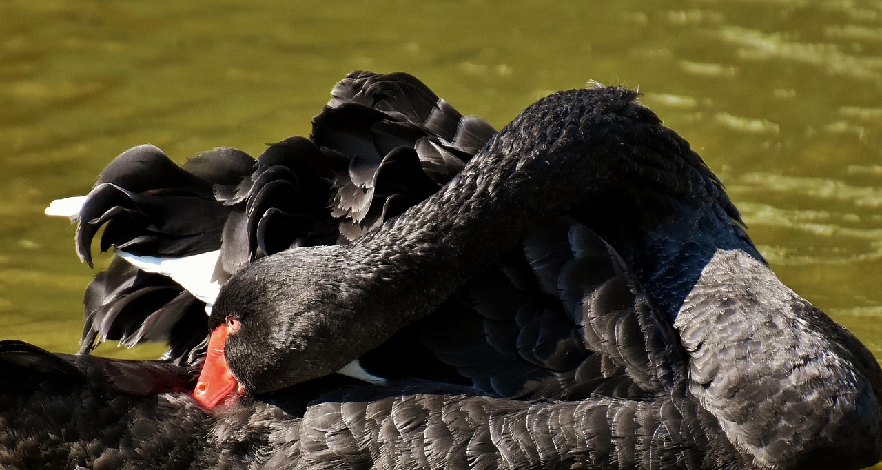 黑棕鵝價格行情詳解與趨勢分析