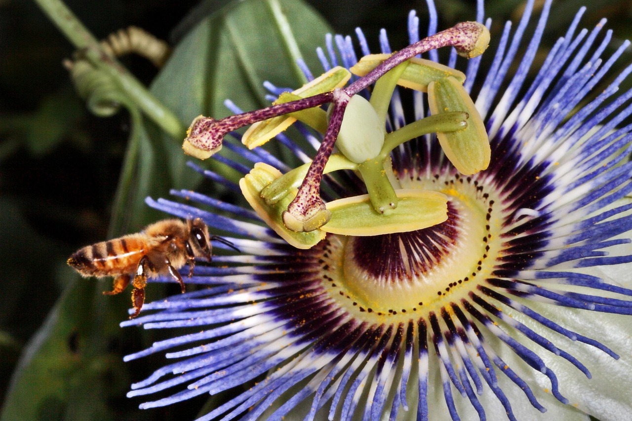 探索蟲界奧秘，最新蟲子資訊與行業(yè)動態(tài)速遞