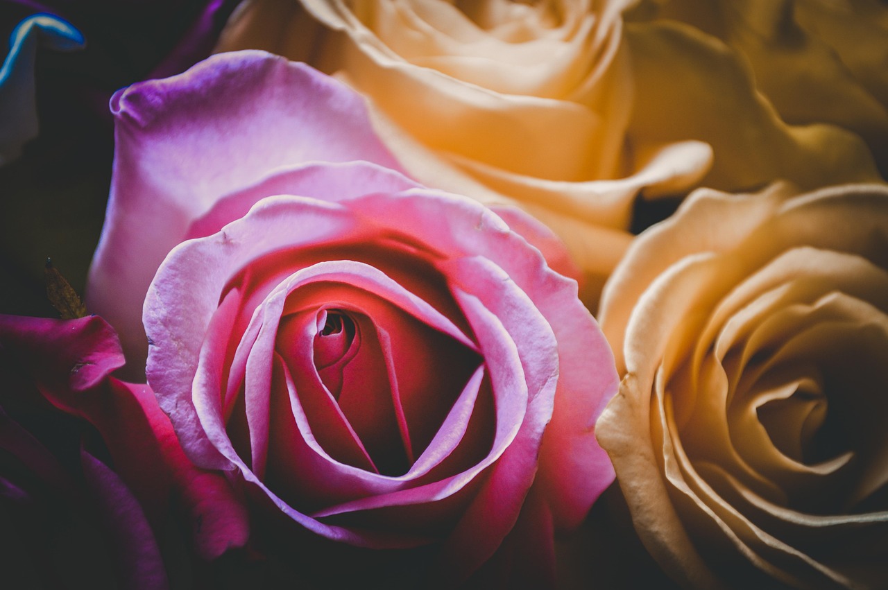 日本動(dòng)漫中的情感探索與角色塑造，H元素的深層含義解讀