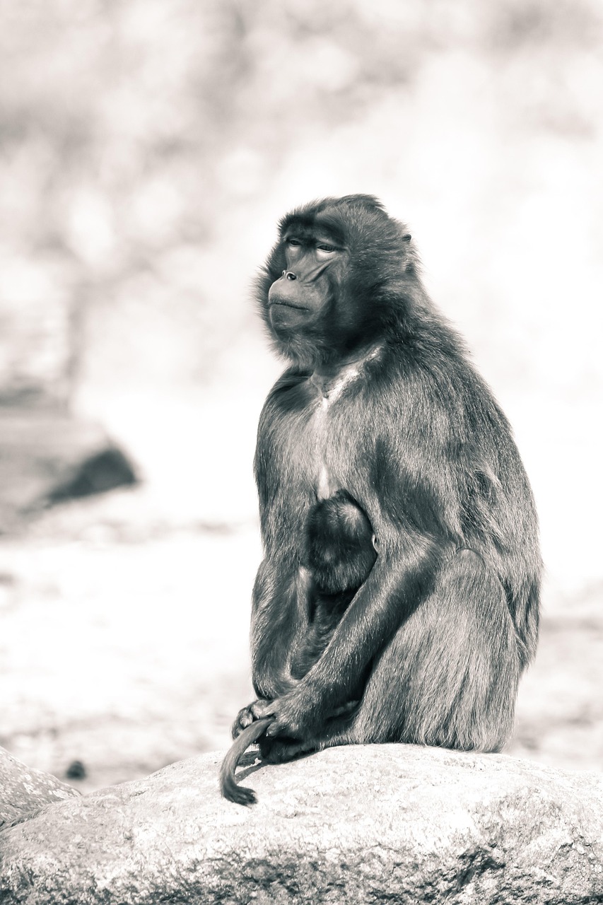 薩德系統(tǒng)最新動(dòng)態(tài)，全球安全局勢(shì)的新焦點(diǎn)觀(guān)察