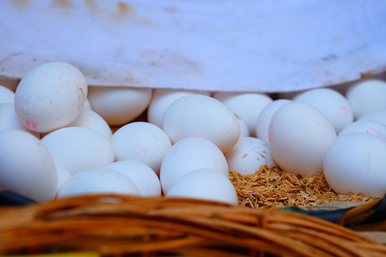 速成雞毛雞最新價(jià)格概覽與分析，市場(chǎng)動(dòng)態(tài)分析與趨勢(shì)預(yù)測(cè)