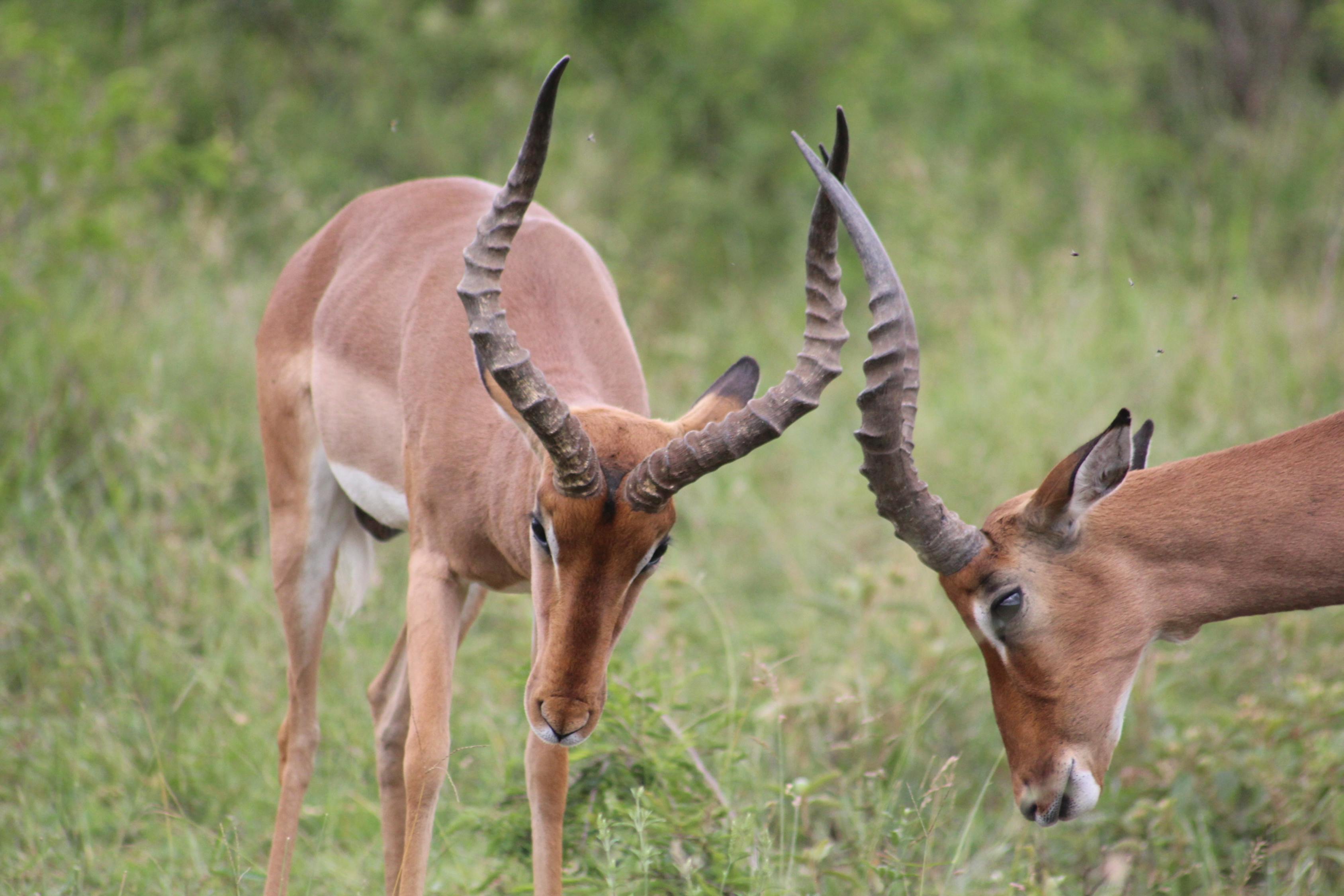 巴克狗的電影，銀幕到現(xiàn)實(shí)的心動(dòng)之旅探索