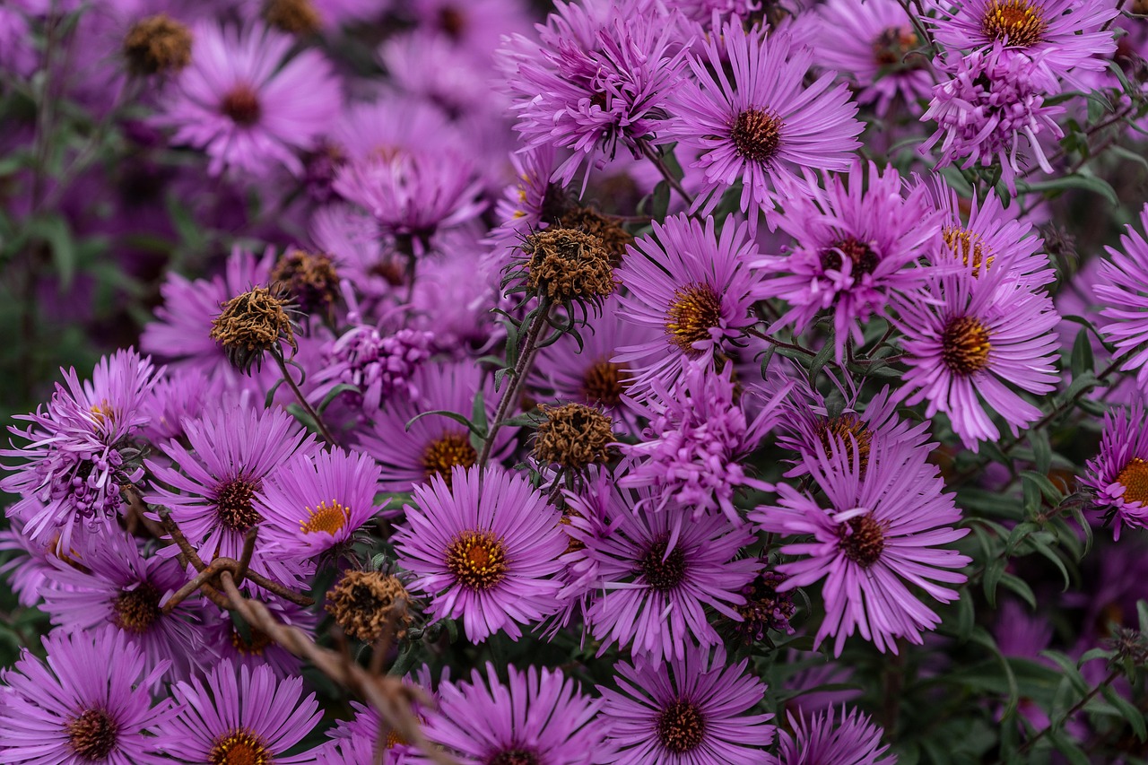 動(dòng)漫桌面壁紙的魅力，美觀與個(gè)性化的完美融合