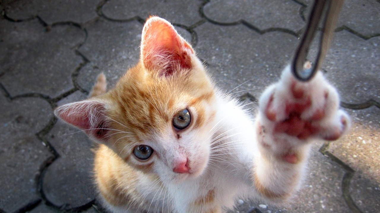 CFQQ活動資訊大揭秘，最新動態(tài)與精彩瞬間探索