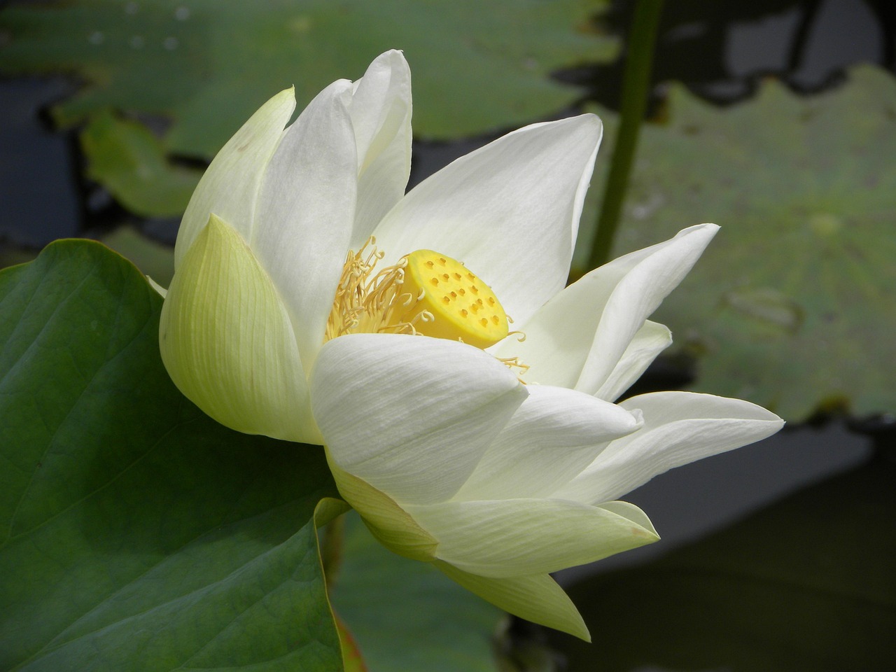 冬瑾涼桉 第5頁