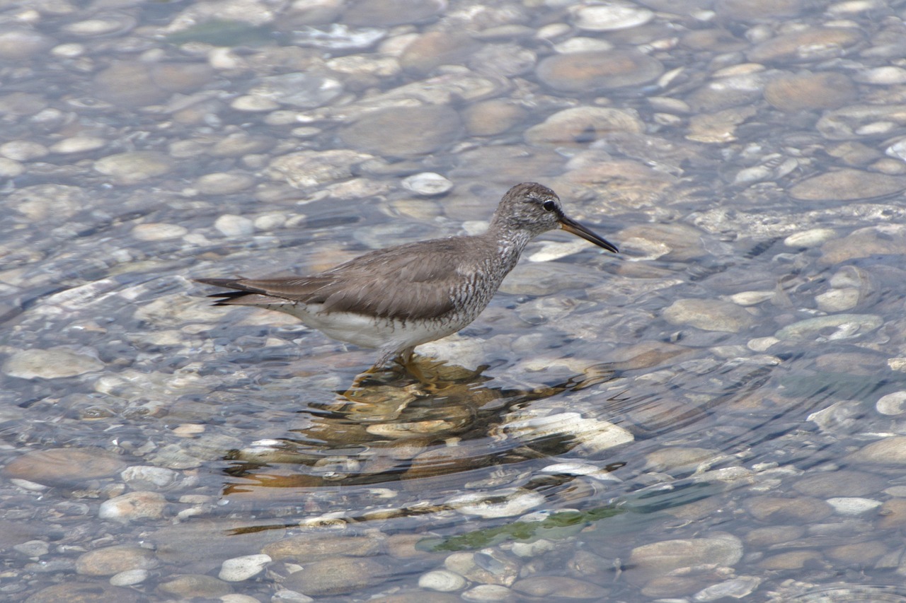最新野生動物保護(hù)令的實(shí)施及其重要性探討