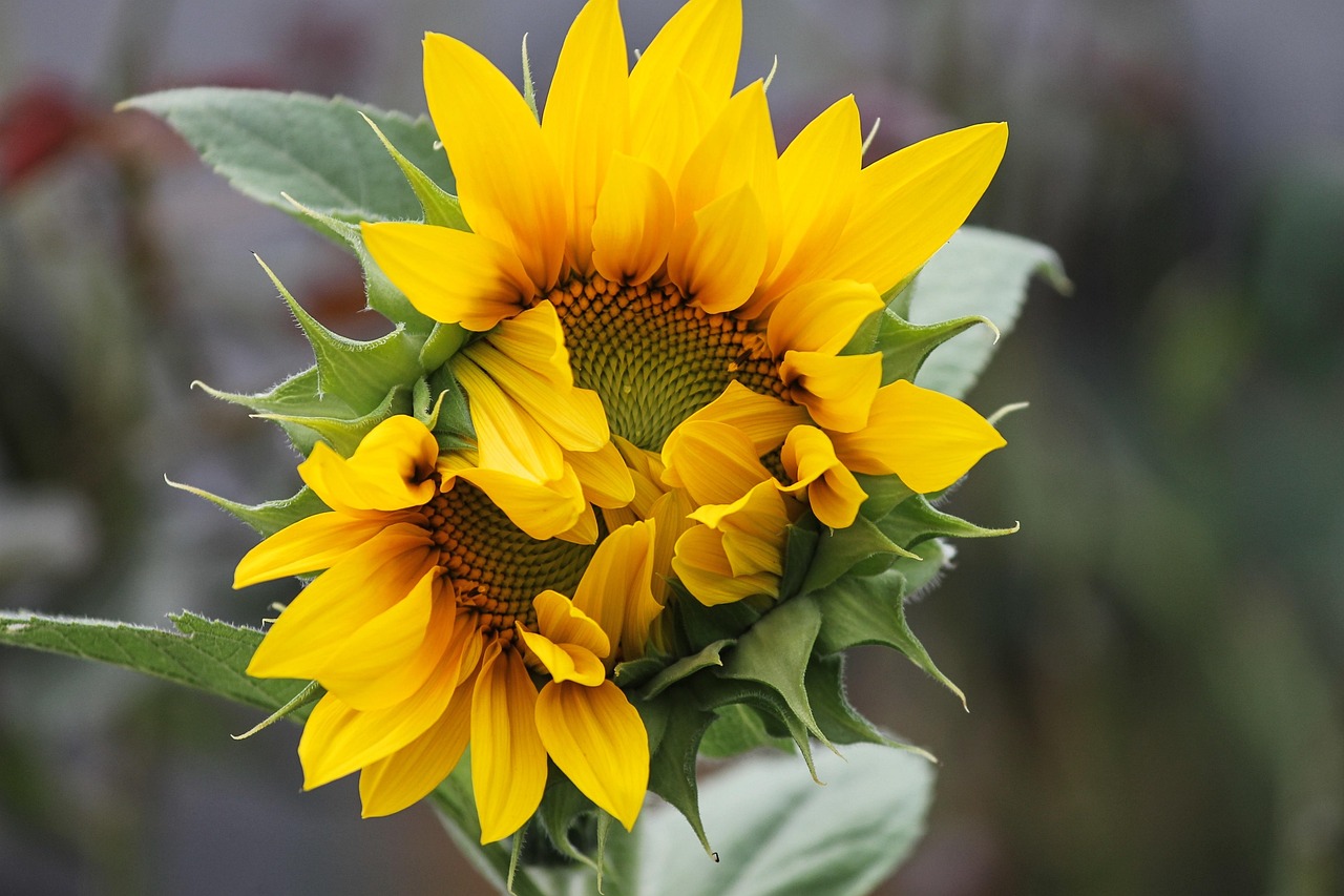 沃柑新品種探索，柑橘產(chǎn)業(yè)的未來希望之星介紹