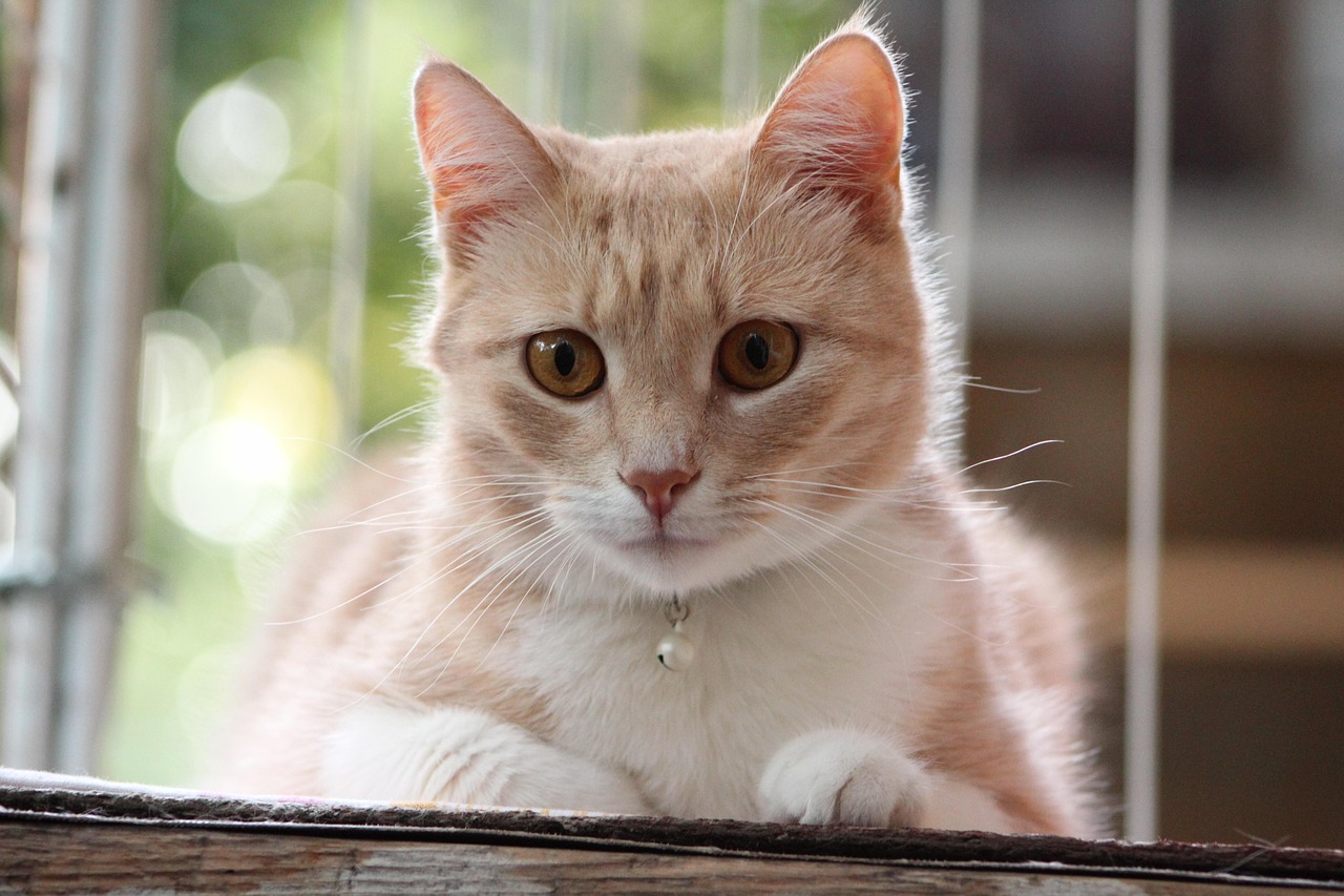 定位貓更新資訊，探索新時(shí)代的寵物資訊定位服務(wù)新動(dòng)向