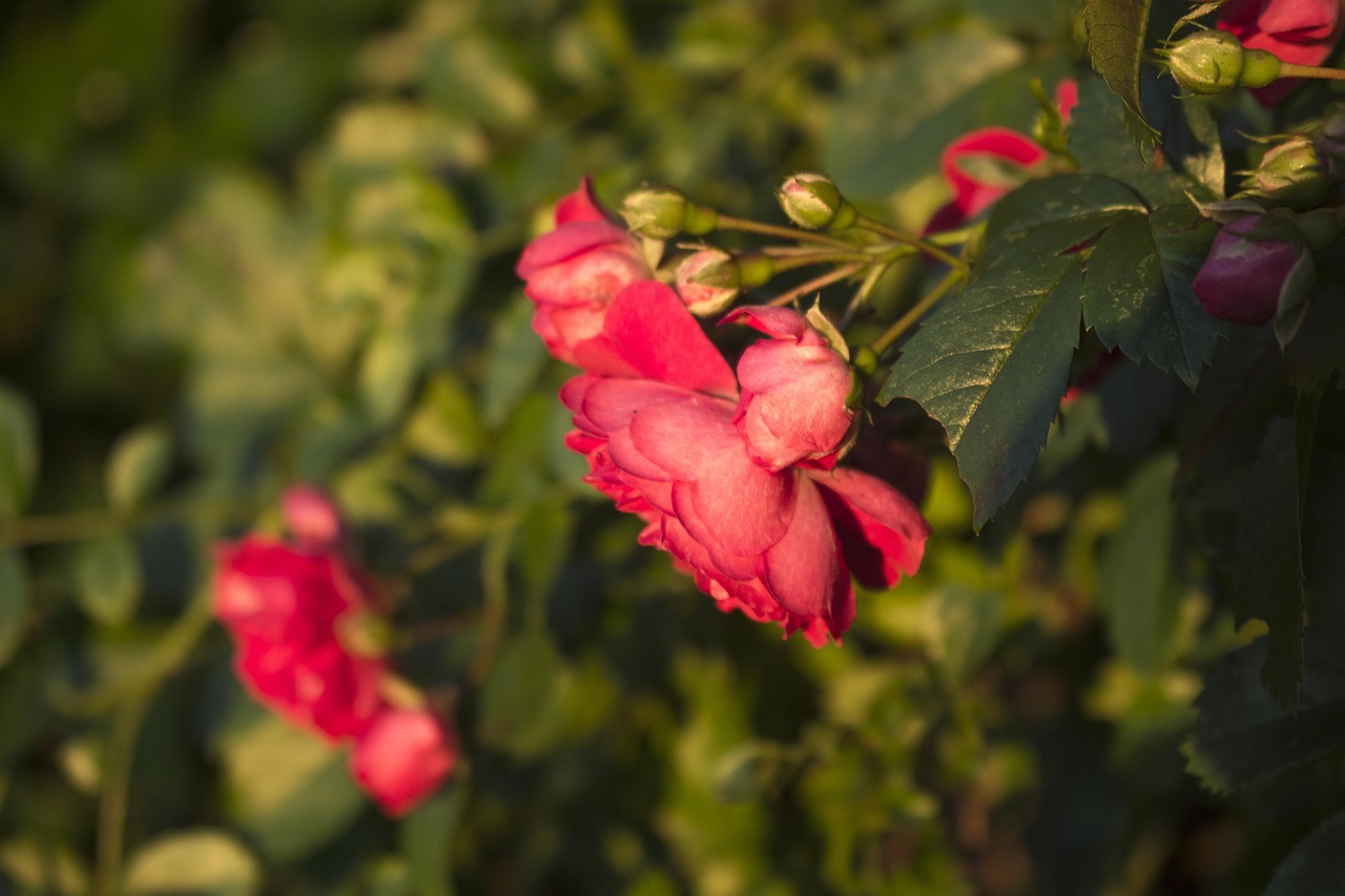 揭秘堯天刺客未來發(fā)展趨勢與戰(zhàn)略調(diào)整新動態(tài)