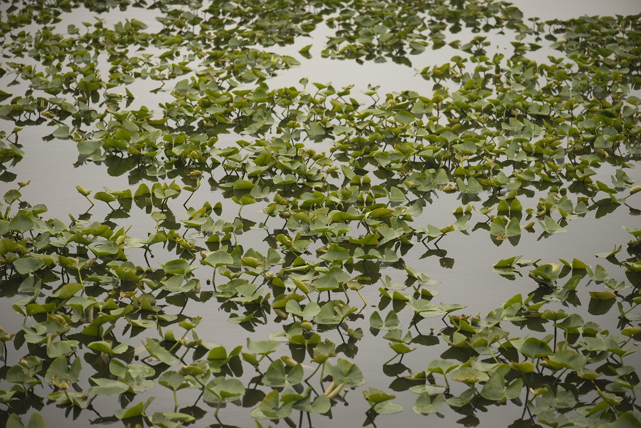 綠湖國際城最新房價動態(tài)及趨勢分析