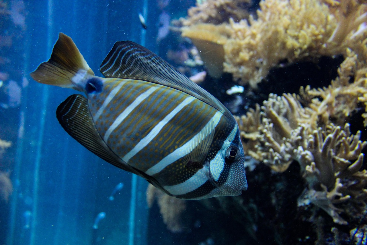 魚寶圖片及價格查詢，探索水族世界的魅力之旅
